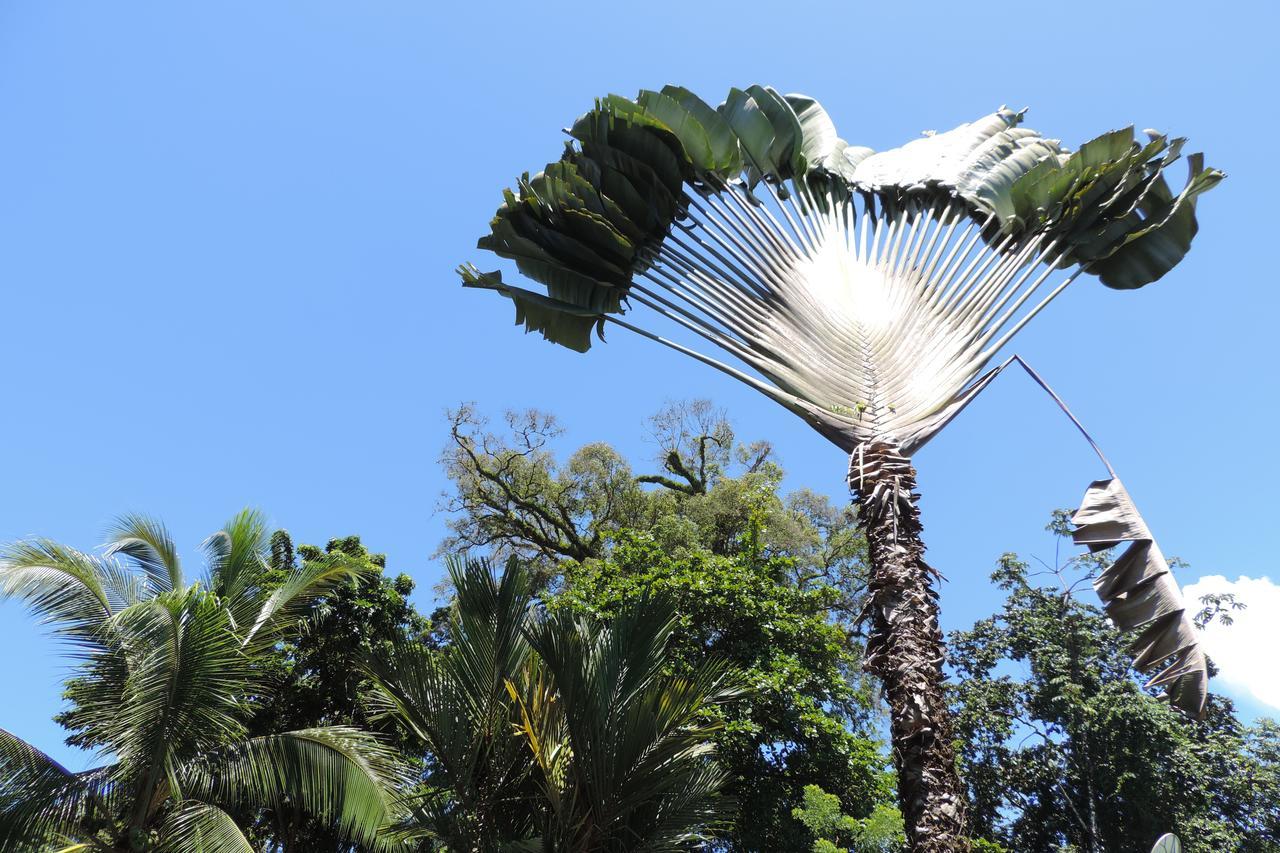 Rosa Lodge Cahuita Εξωτερικό φωτογραφία