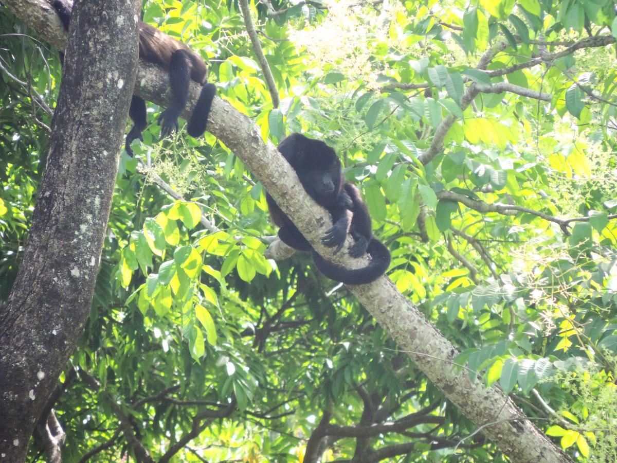 Rosa Lodge Cahuita Εξωτερικό φωτογραφία